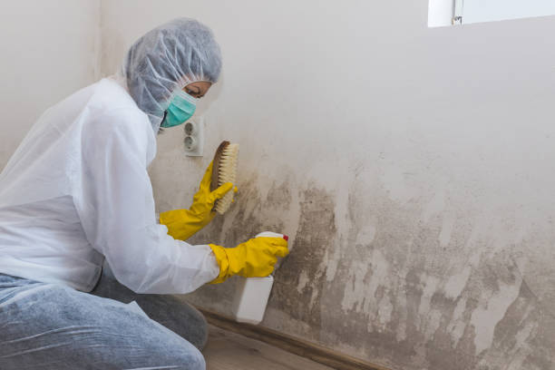 Best Basement Mold Removal  in Southport, IN