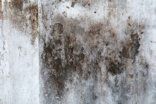 Best Mold Removal for HVAC Installations  in Southport, IN