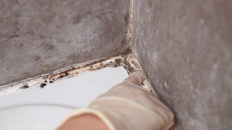 Best Real Estate Mold Inspection  in Southport, IN